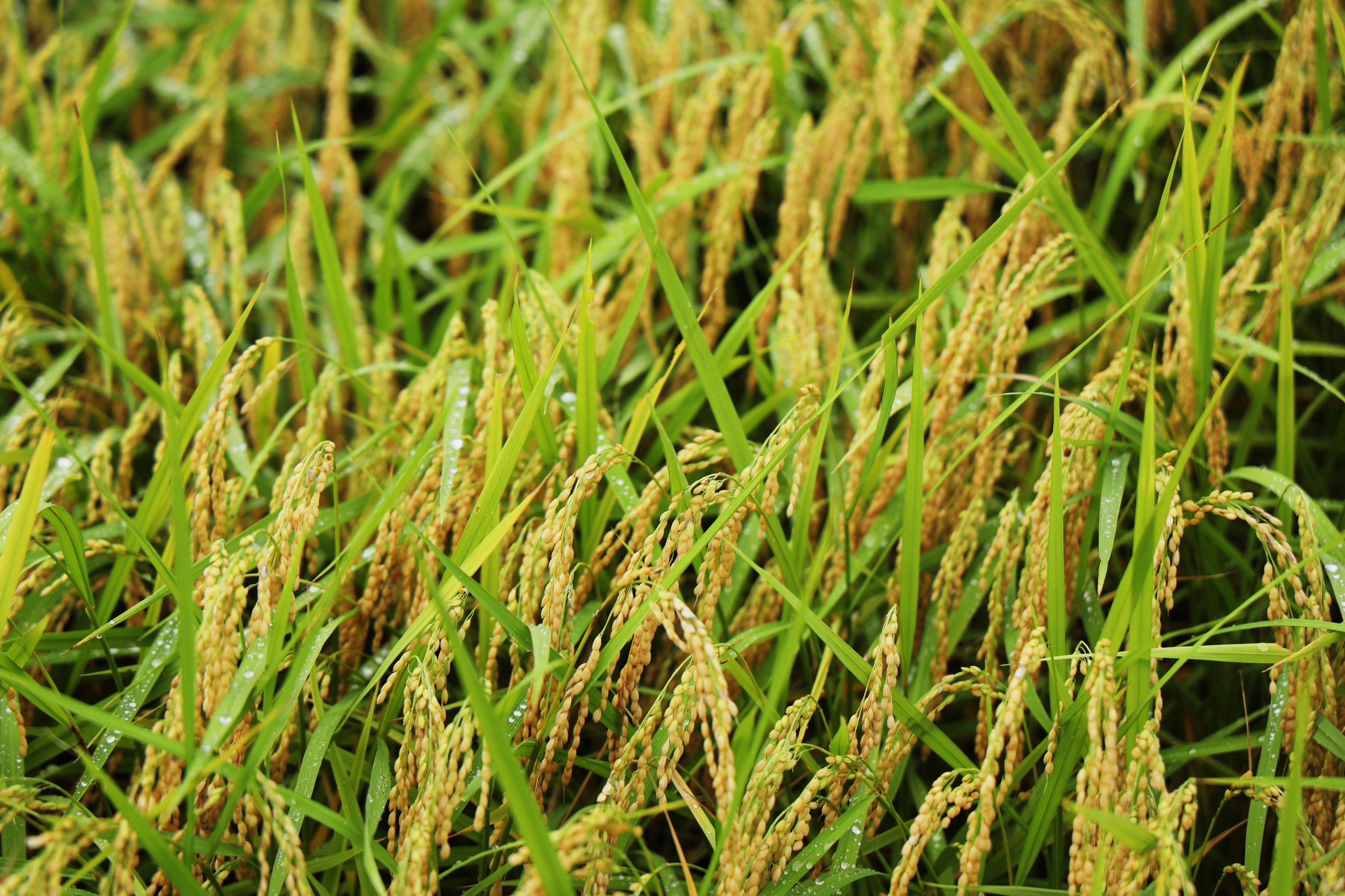 Panduan Lengkap Meningkatkan Hasil Panen Padi dan Menghilangkan Hama