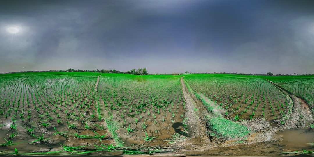 Strategi Integrasi Sensor dan Konektivitas untuk IoT Pertanian Presisi