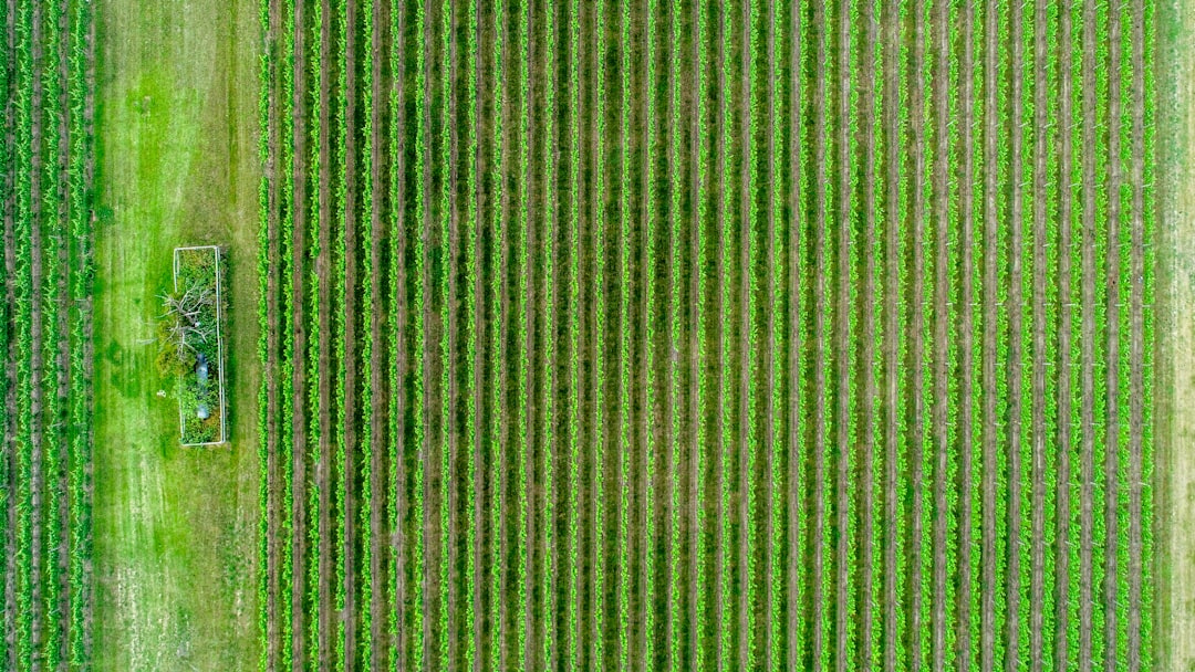 Panduan Teknis Drone Pertanian untuk Pemetaan Vegetasi dan Pemantauan Stres Tanaman