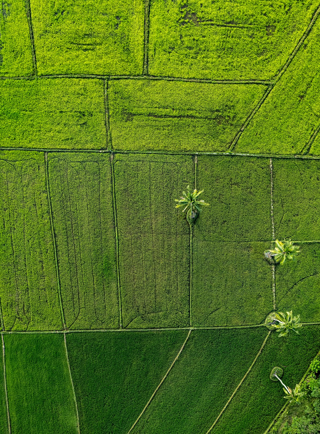 Panduan Operasional Drone Pertanian untuk Pemantauan Vegetasi dan Analisis Kesehatan Tanaman