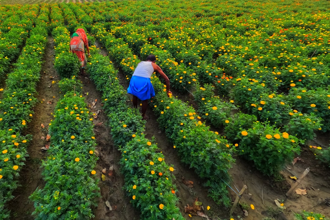 Panduan Praktis Pengendalian Hama Terpadu untuk Tanaman Pangan dan Hortikultura