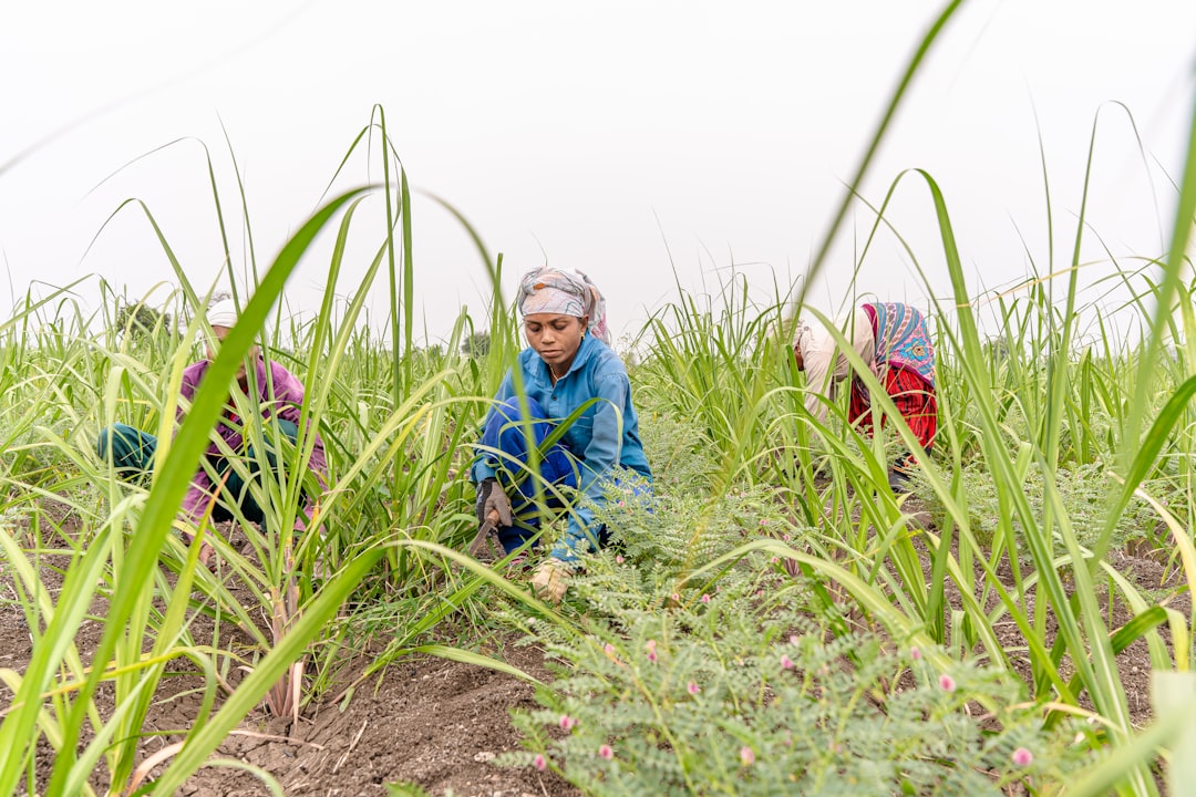 Panduan Pengendalian Hama Terpadu pada Tanaman Pangan: Strategi Identifikasi, Pemantauan, dan Tindakan Praktis